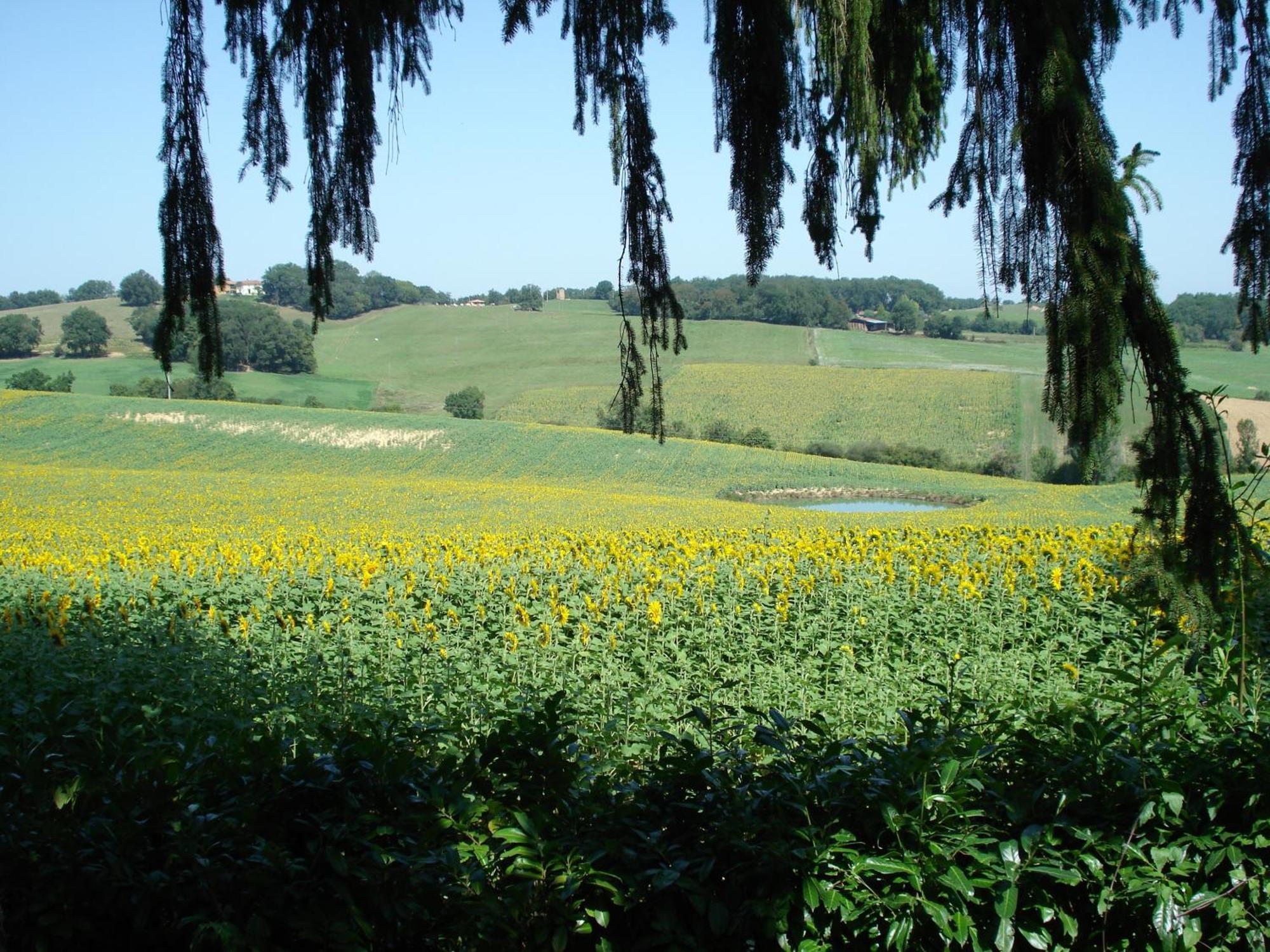 فندق Relais Du Chateau Saint-Blancard المظهر الخارجي الصورة