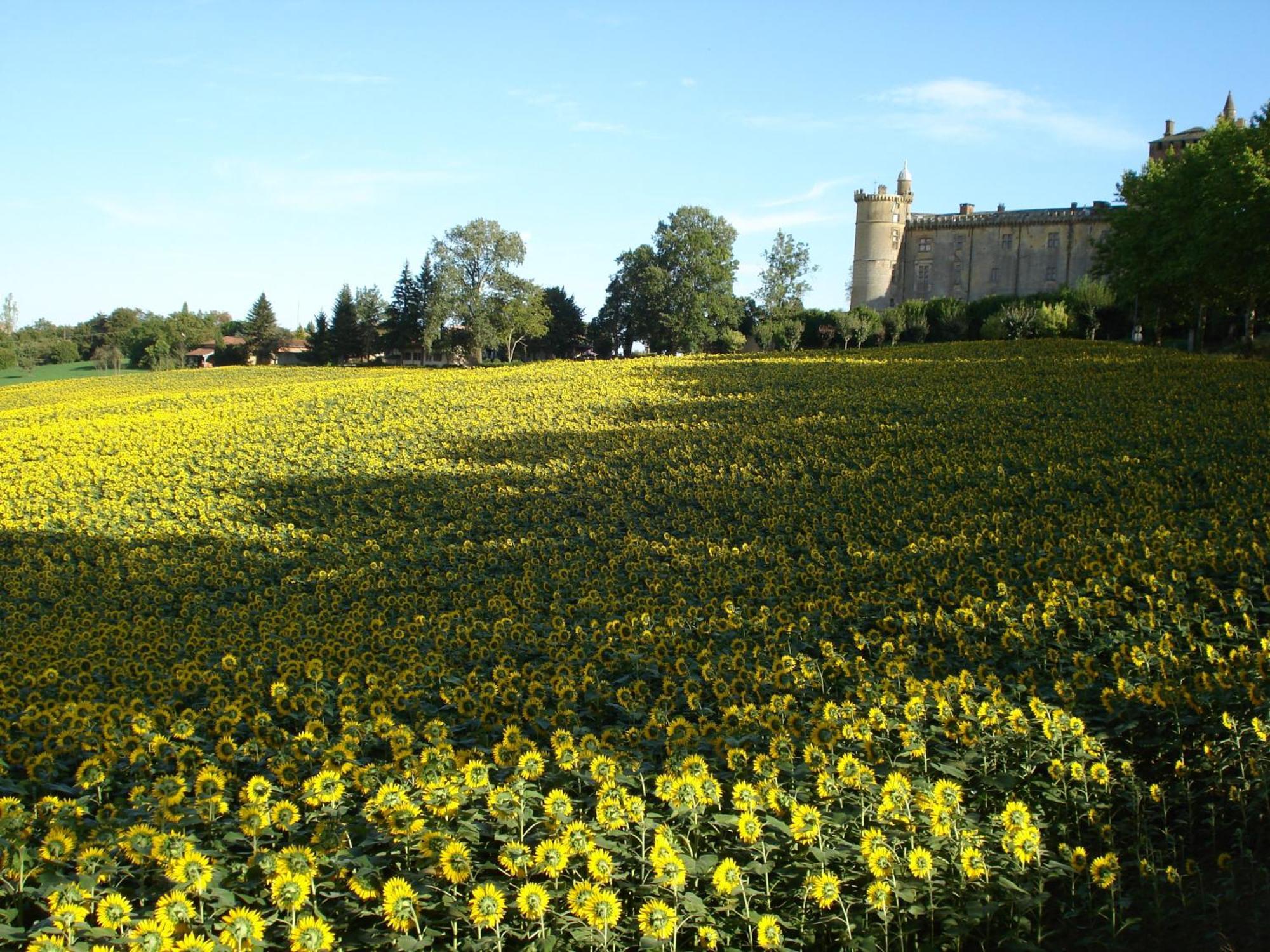 فندق Relais Du Chateau Saint-Blancard المظهر الخارجي الصورة